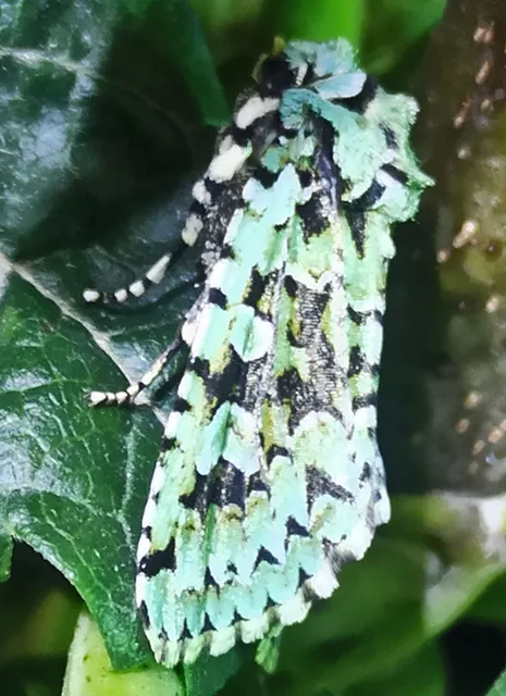 Griposia aprilina - őszi zöldbagoly