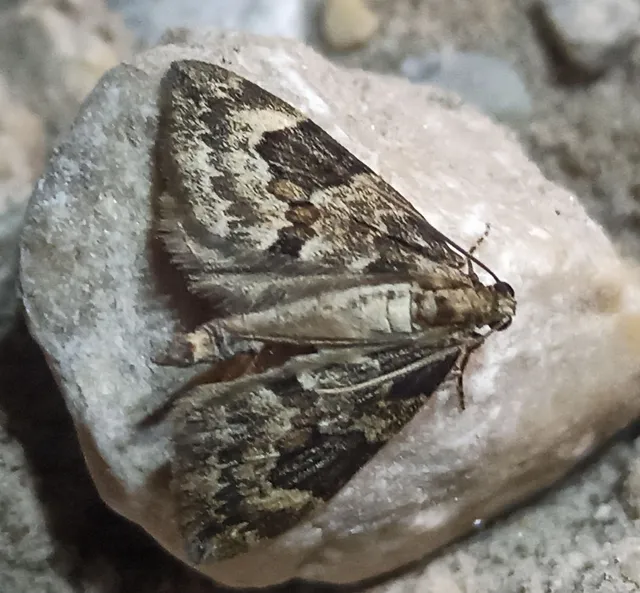 Thera variata/britannica