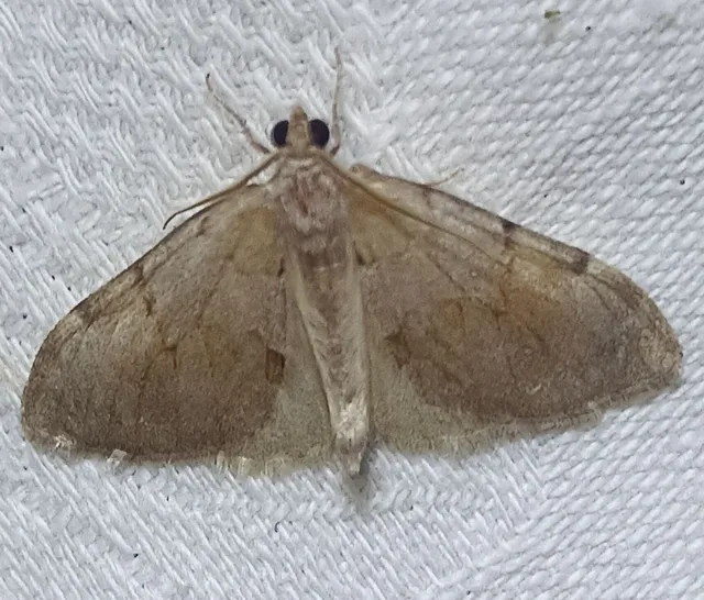 Pennithera firmata - sárgásvörös fenyőaraszoló