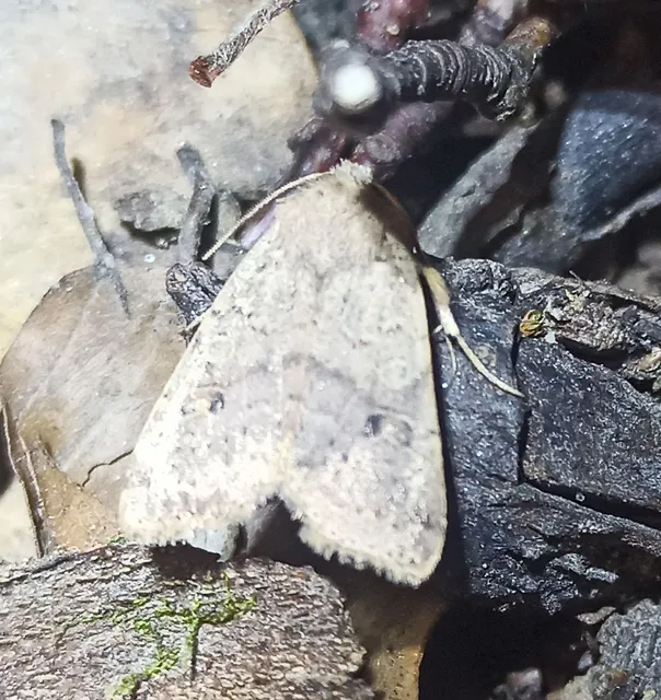 Propenistra laevis - könnyű őszibagoly