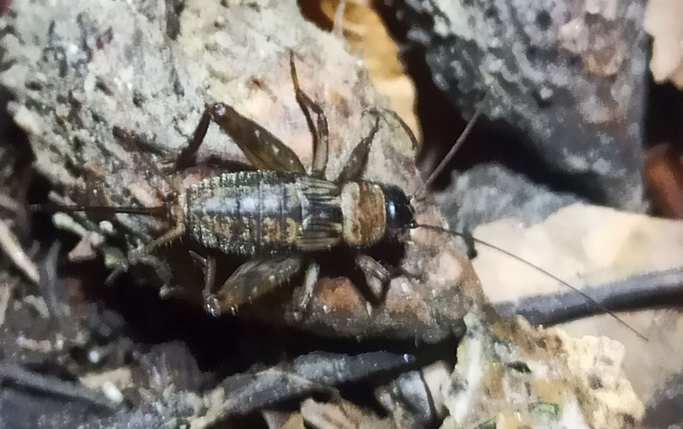 Nemobius sylvestris - erdei tücsök