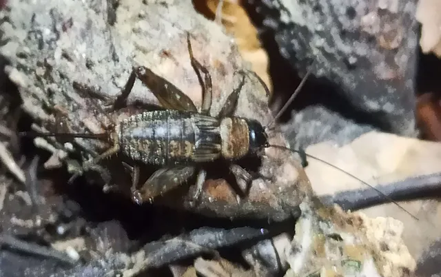 Nemobius sylvestris - erdei tücsök