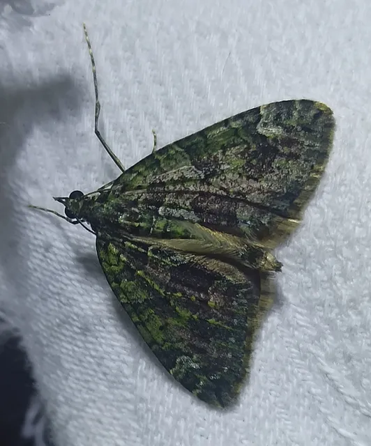 Chloroclysta siterata - salátazöld araszoló