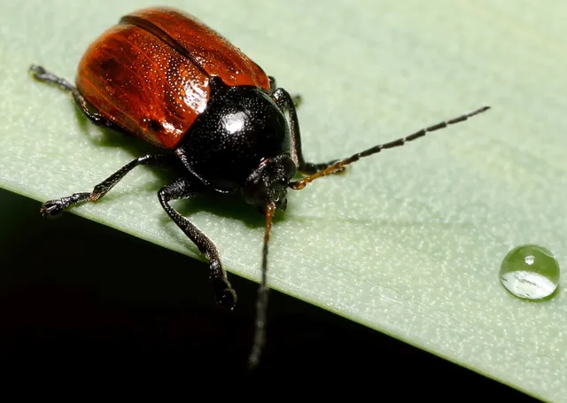 Cryptocephalus coryli - mogyoró-zömökbogár