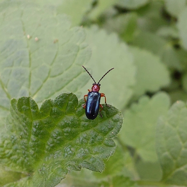 Oulema melanopus/duftschmidi