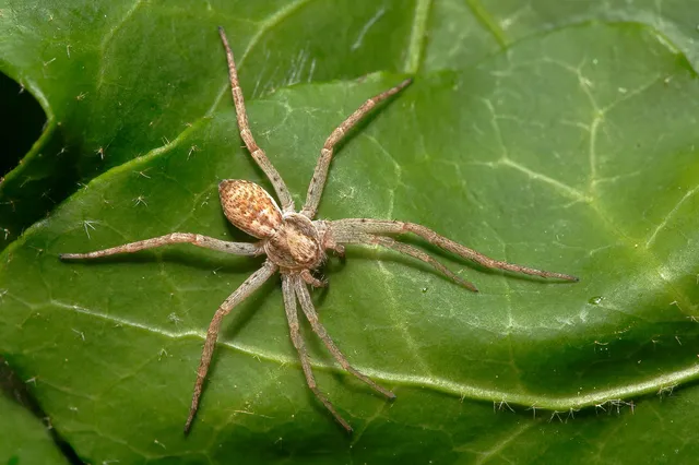 Philodromus