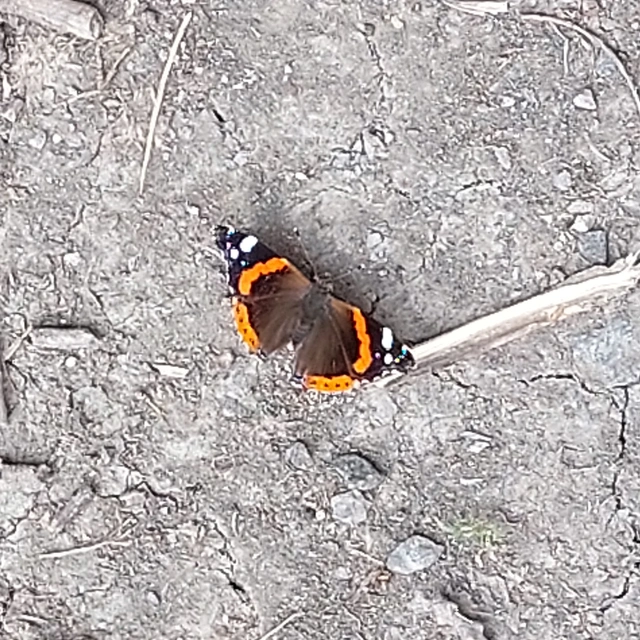 Vanessa atalanta - atalantalepke