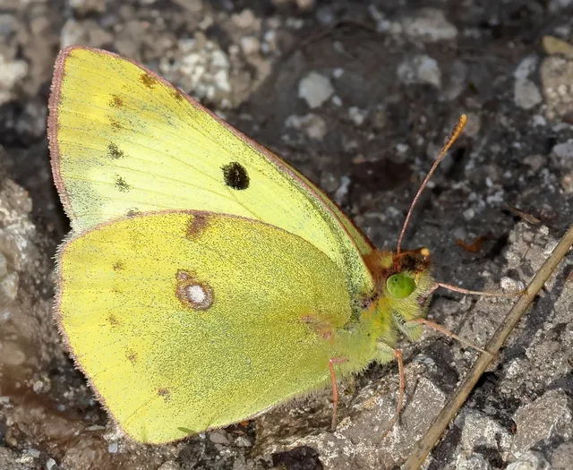 Colias hyale - kéneslepke