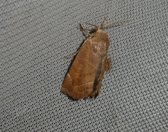 Cosmia affinis - barna lombbagoly