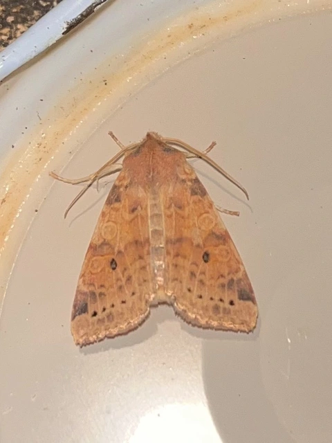 Cirrhia ocellaris - fakó sárgabagoly