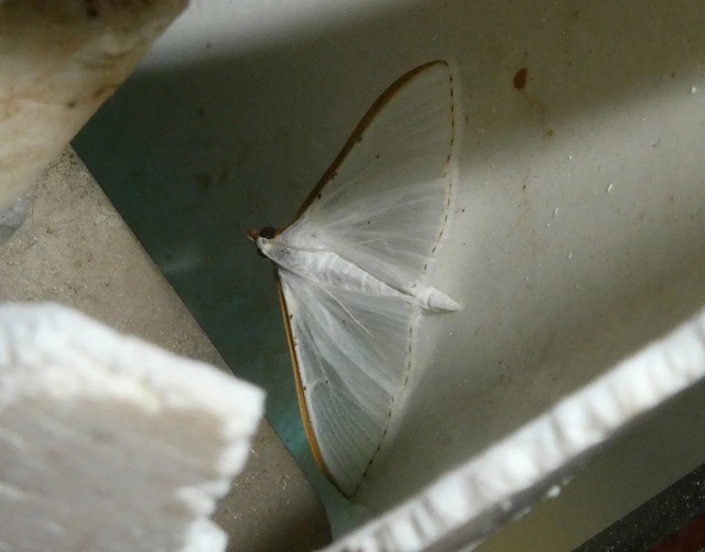Palpita vitrealis - hófehér tűzmoly