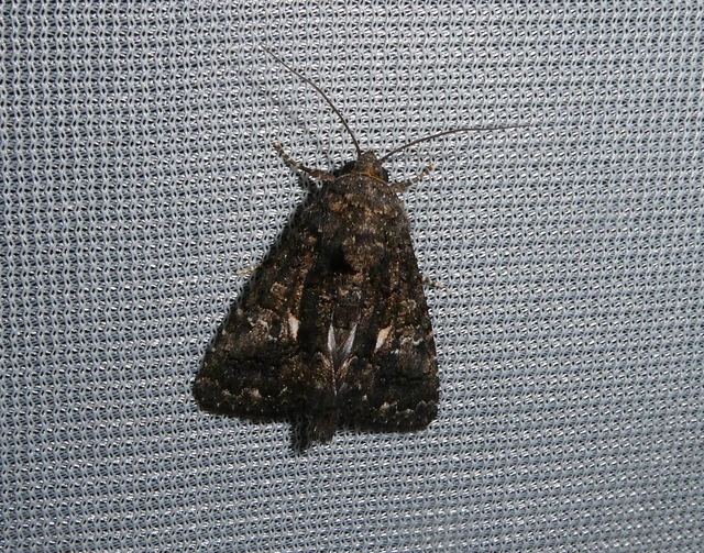 Anophia leucomelas - déli folyófűbagoly