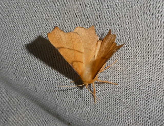 Ennomos erosaria - hársfa-levélaraszoló