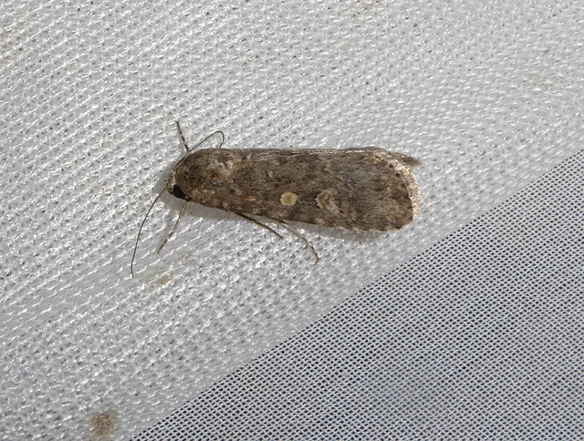 Spodoptera exigua - apró jegyesbagoly