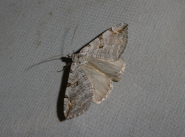 Aplocera efformata/plagiata