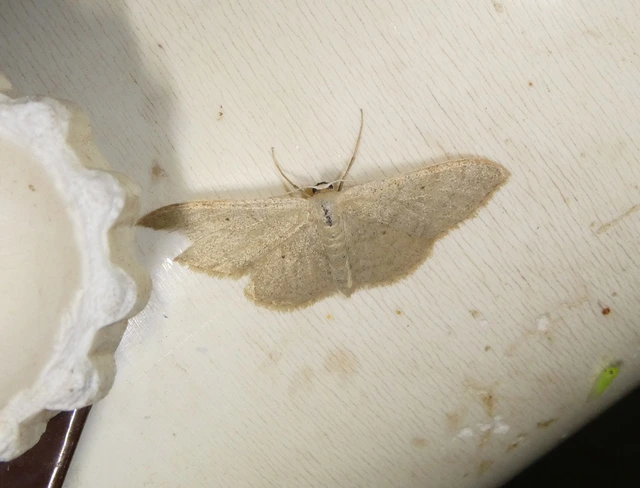 Idaea straminata - szalmasárga sávosaraszoló