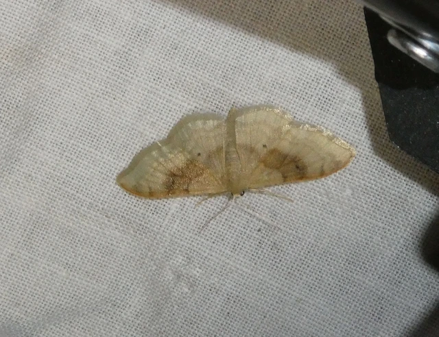 Idaea degeneraria - barnasávos araszoló