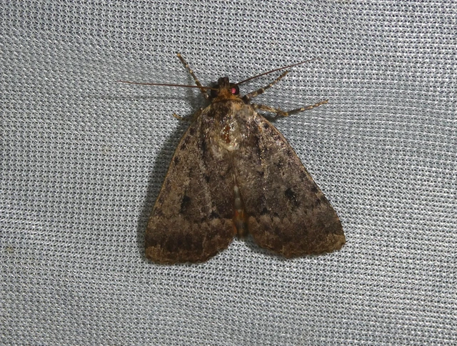 Amphipyra berbera/pyramidea