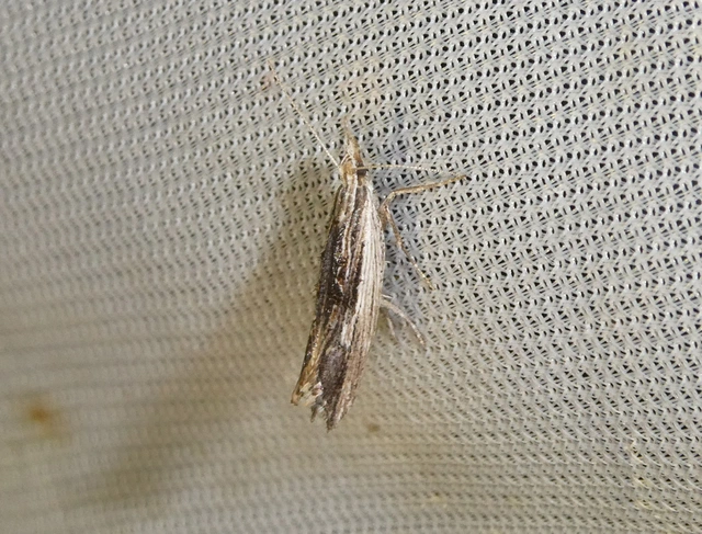 Ypsolopha scabrella - körtelevél-tarkamoly