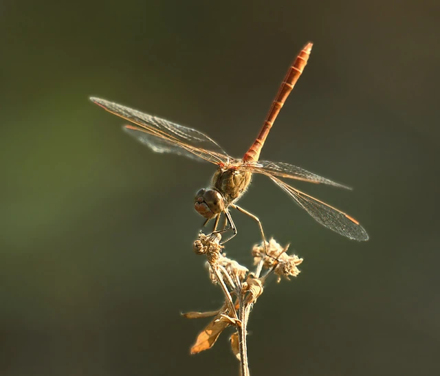 Sympetrum meridionale - fakó katona-szitakötő