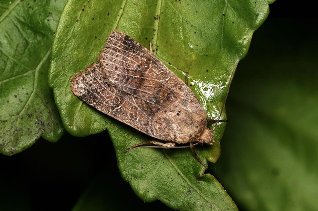 Anchoscelis nitida - rozsdabarna őszibagoly