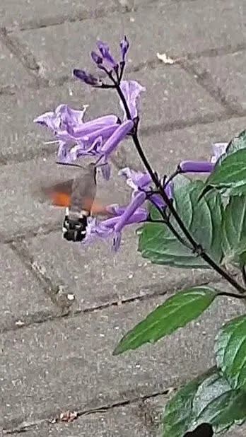Macroglossum stellatarum - kacsafarkú szender