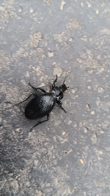 Carabus coriaceus - bőrfutrinka Carabus coriaceus - bőrfutrinka