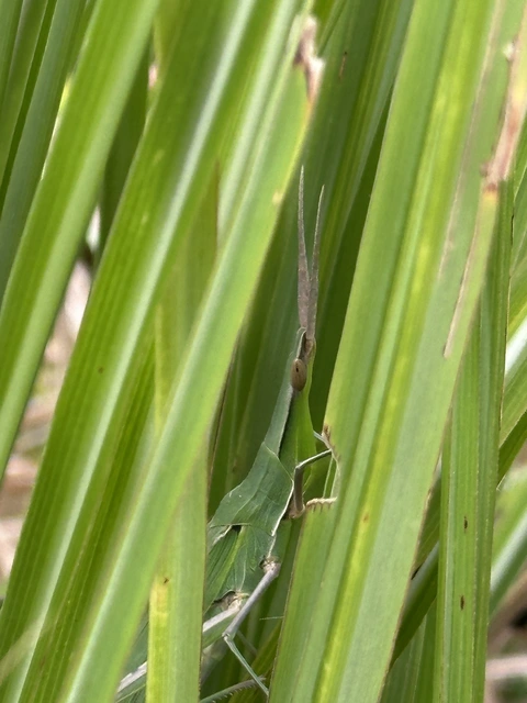 Acrida ungarica - sisakos sáska