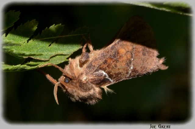 Triodia sylvina - kis gyökérrágólepke