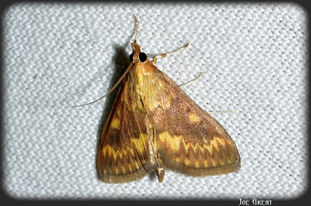 Ostrinia nubilalis - kukoricamoly