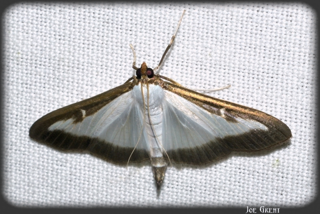 Cydalima perspectalis - puszpáng-tűzmoly