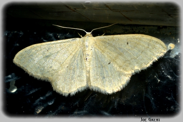 Idaea aversata - nagy sávosaraszoló