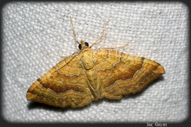 Camptogramma bilineata - kétvonalas sávosaraszoló
