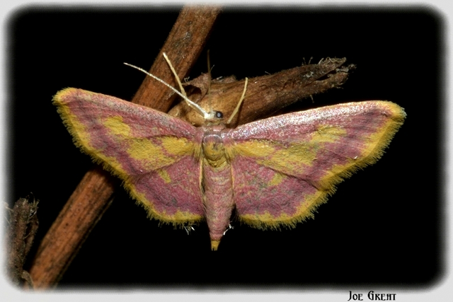 Idaea muricata - mocsári pirosaraszoló