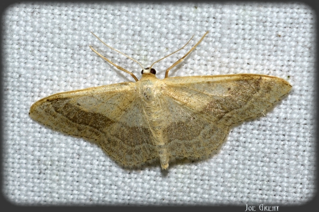 Idaea aversata - nagy sávosaraszoló