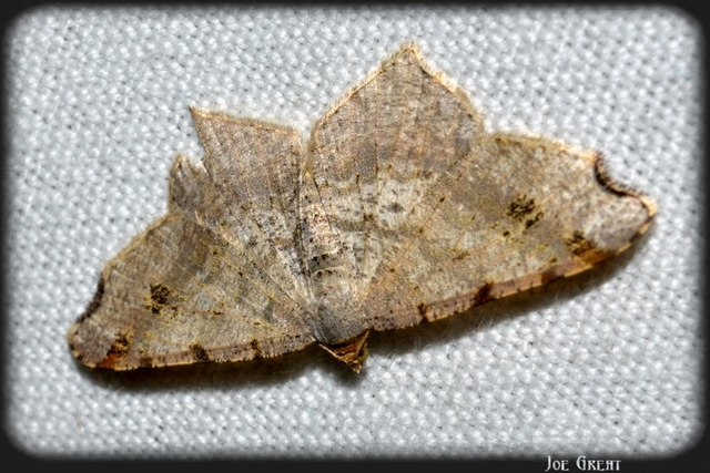 Macaria alternata - közönséges szürkearaszoló