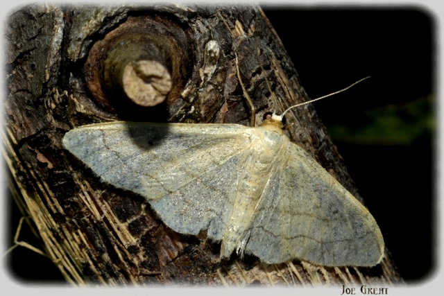 Idaea aversata - nagy sávosaraszoló