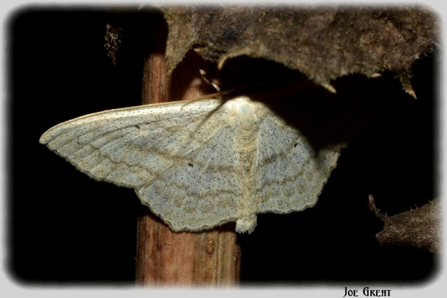 Scopula nigropunctata - feketepettyes araszoló