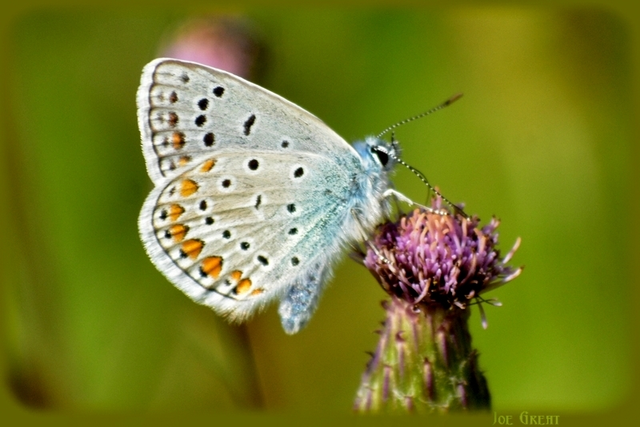 Polyommatus icarus - közönséges boglárka