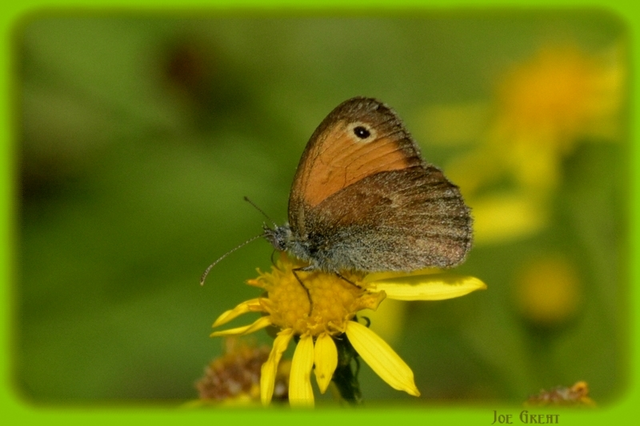 Coenonympha pamphilus - kis szénalepke