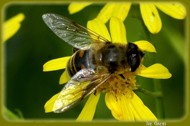 Eristalis