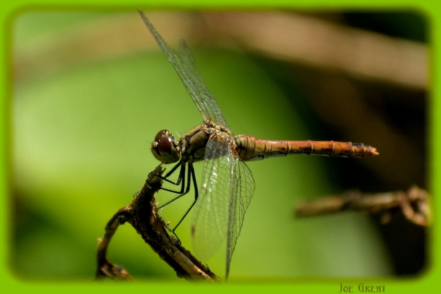 Sympetrum sanguineum - vörös katona-szitakötő