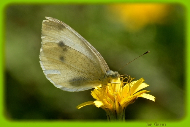 Pieris rapae - répalepke