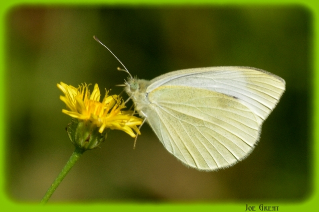 Pieris rapae - répalepke
