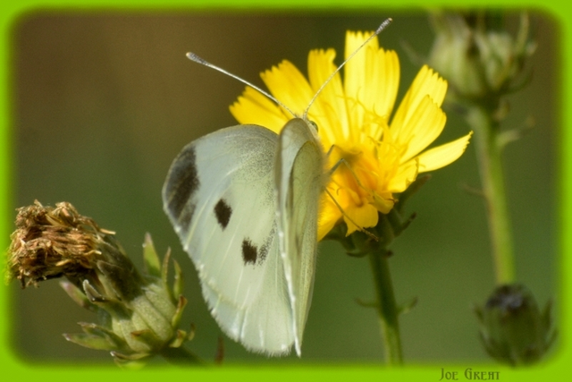 Pieris rapae - répalepke