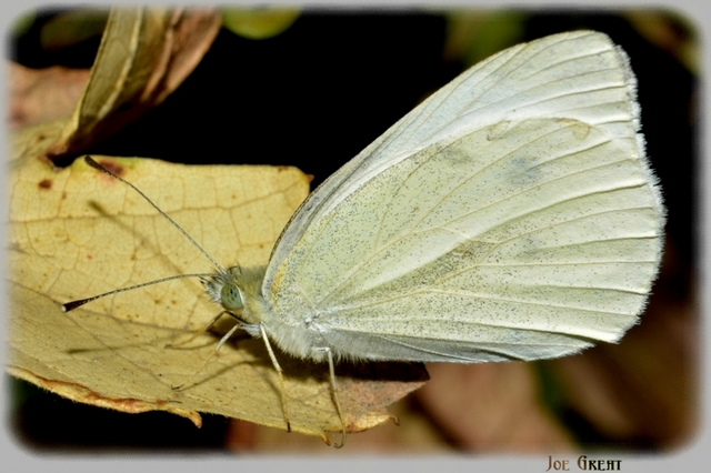 Pieris rapae - répalepke