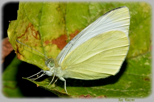 Pieris rapae - répalepke