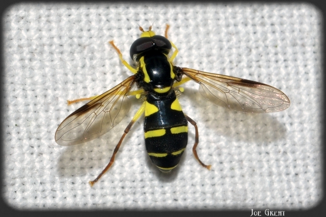 Xanthogramma