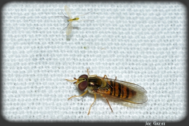 Diptera - Kétszárnyúak