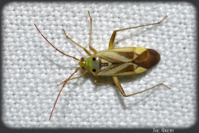 Adelphocoris lineolatus - lucernapoloska